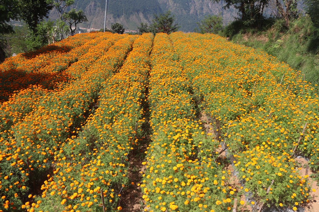 फूल निर्यात