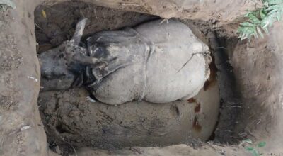 दुई गैँडा मारे