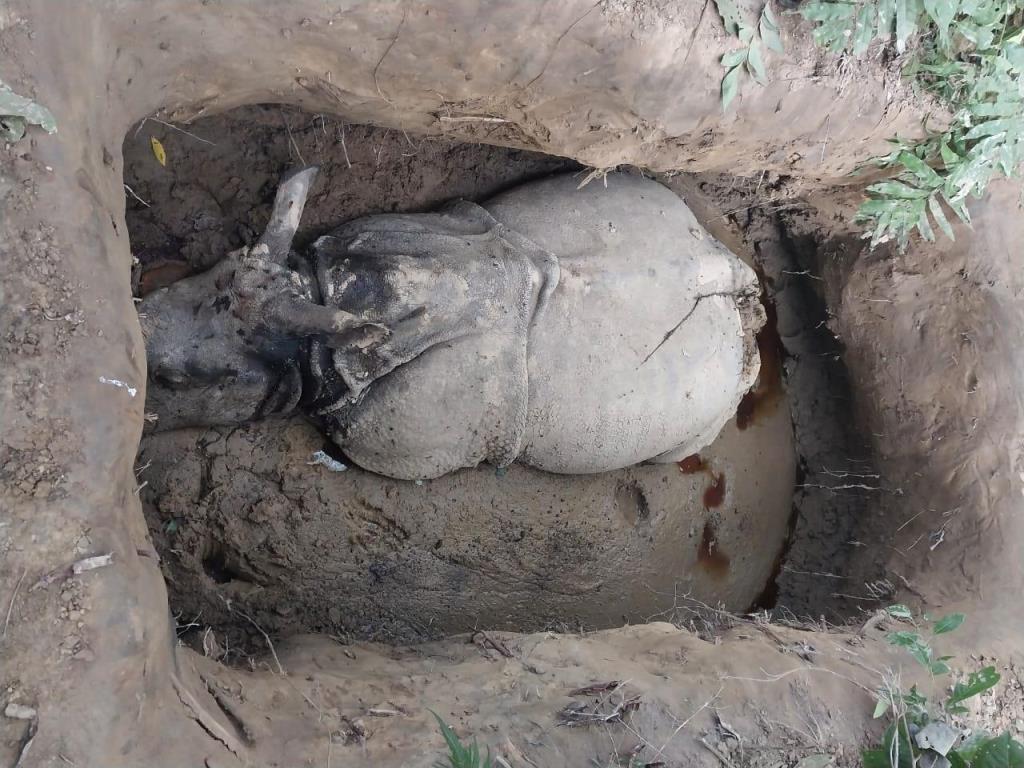 दुई गैँडा मारे