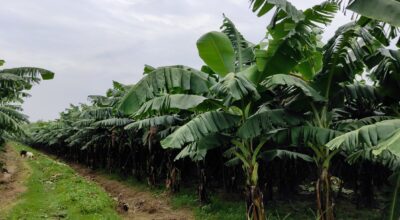 केरा खेती झापा