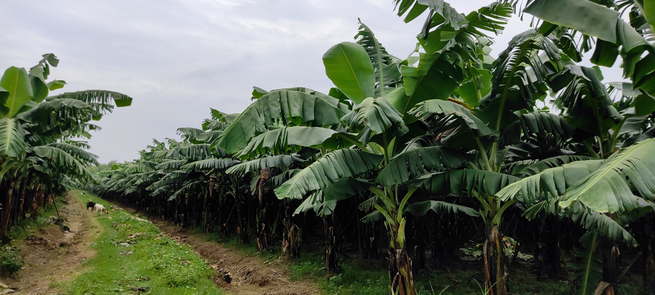 केरा खेती झापा