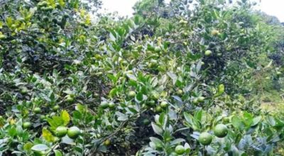 कागती खेती स्याङ्जा