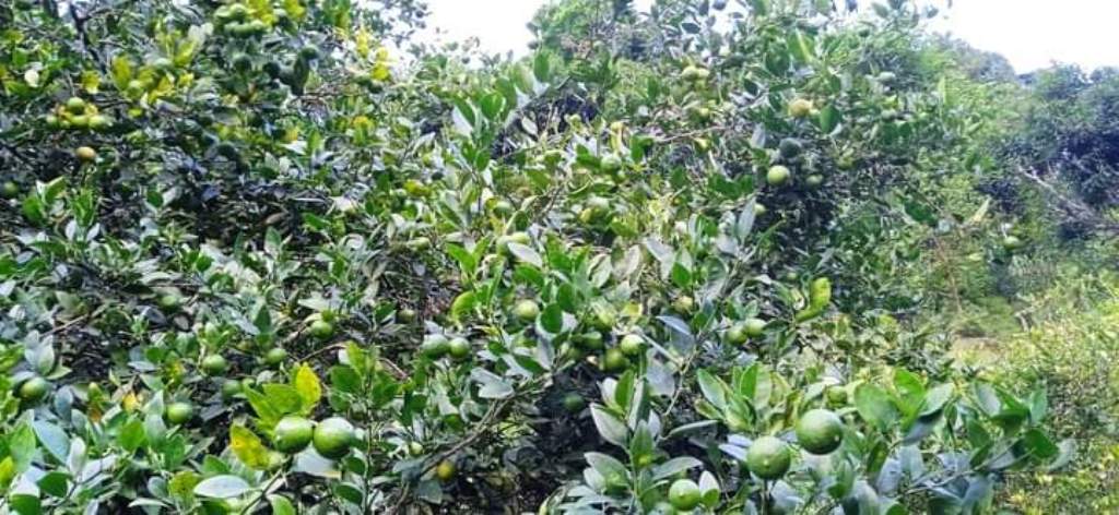 कागती खेती स्याङ्जा