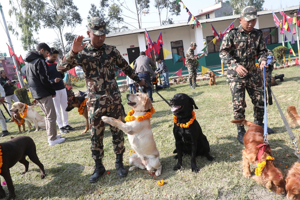 कुकुर तिहार