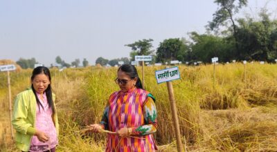 रैथाने धान