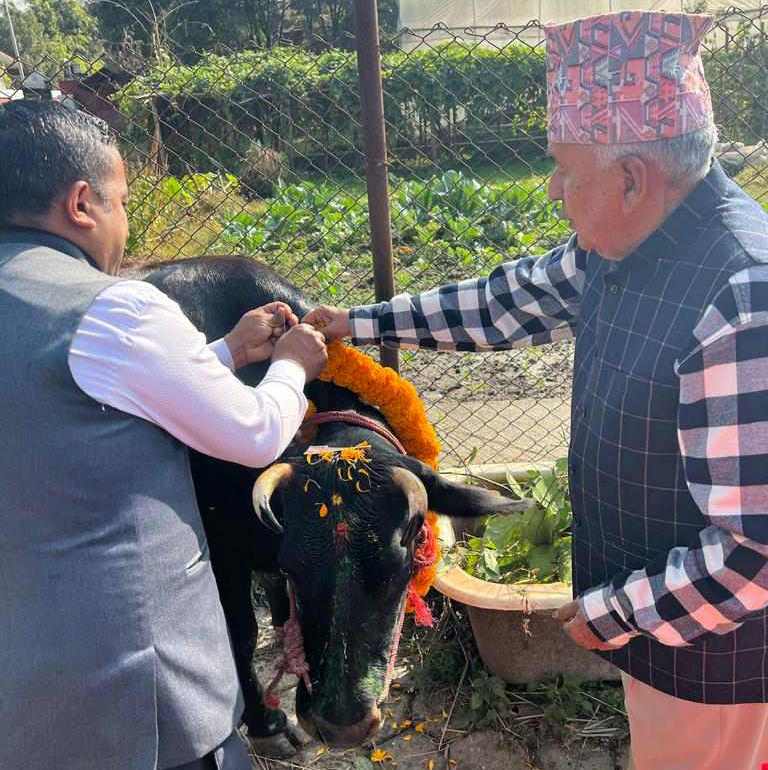 गाईको पूजा