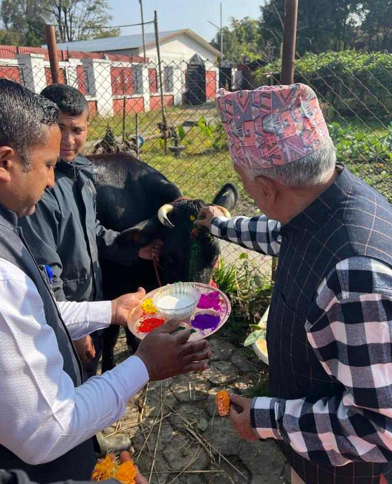 गाईको पूजा