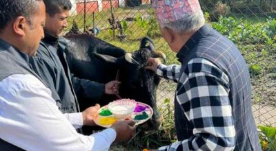 गाईको पूजा