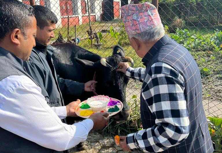 गाईको पूजा