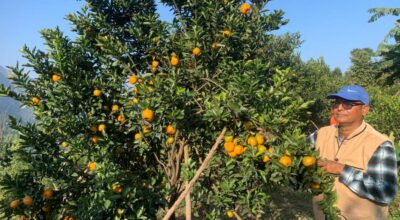 सुन्तला खेती