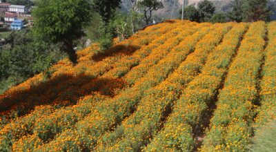 स्याङ्जामा सामूहिक सयपत्री फूलखेती