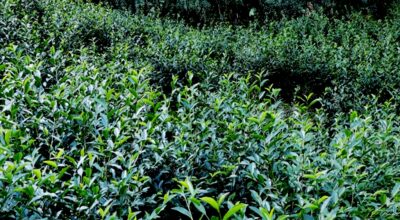 चियाखेती