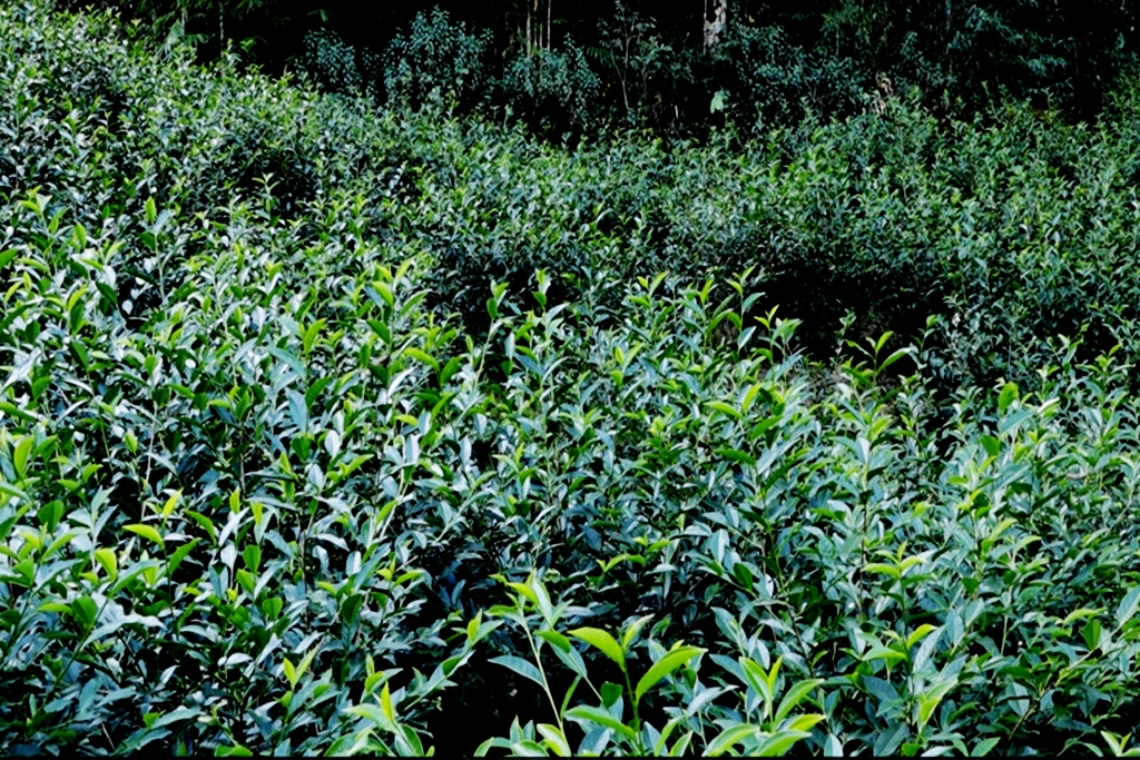 चियाखेती