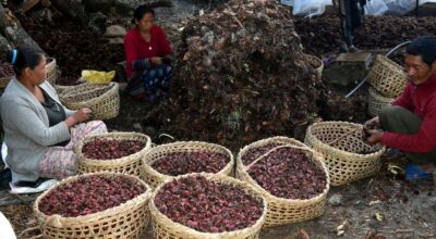 अलैँची भित्र्याउन चटारो