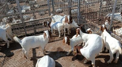 राष्ट्रिय बाख्रा अनुसन्धान केन्द्र