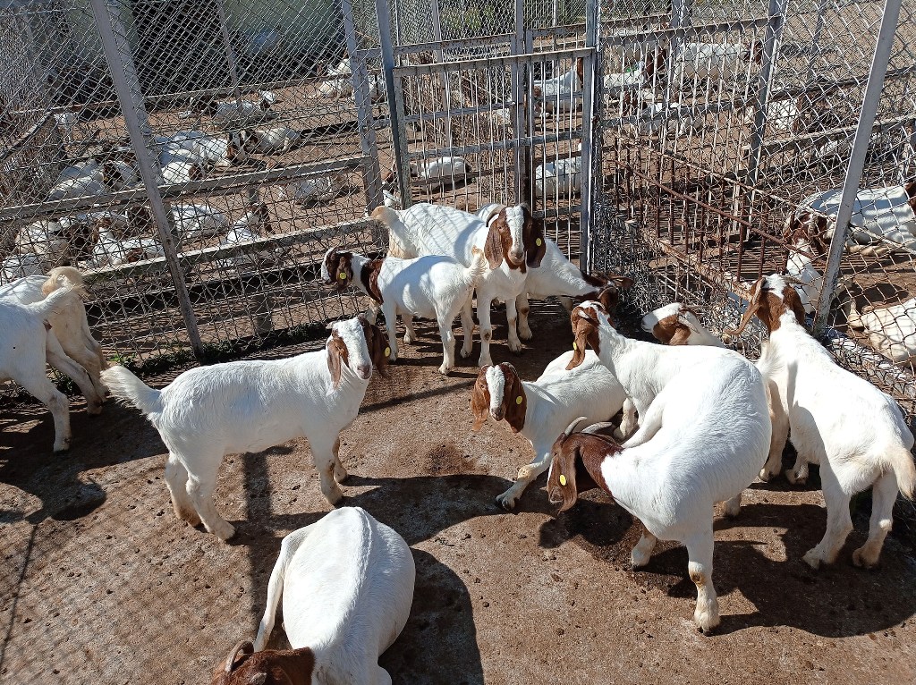 राष्ट्रिय बाख्रा अनुसन्धान केन्द्र