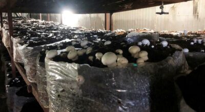 बाँकेमा च्याउखेती