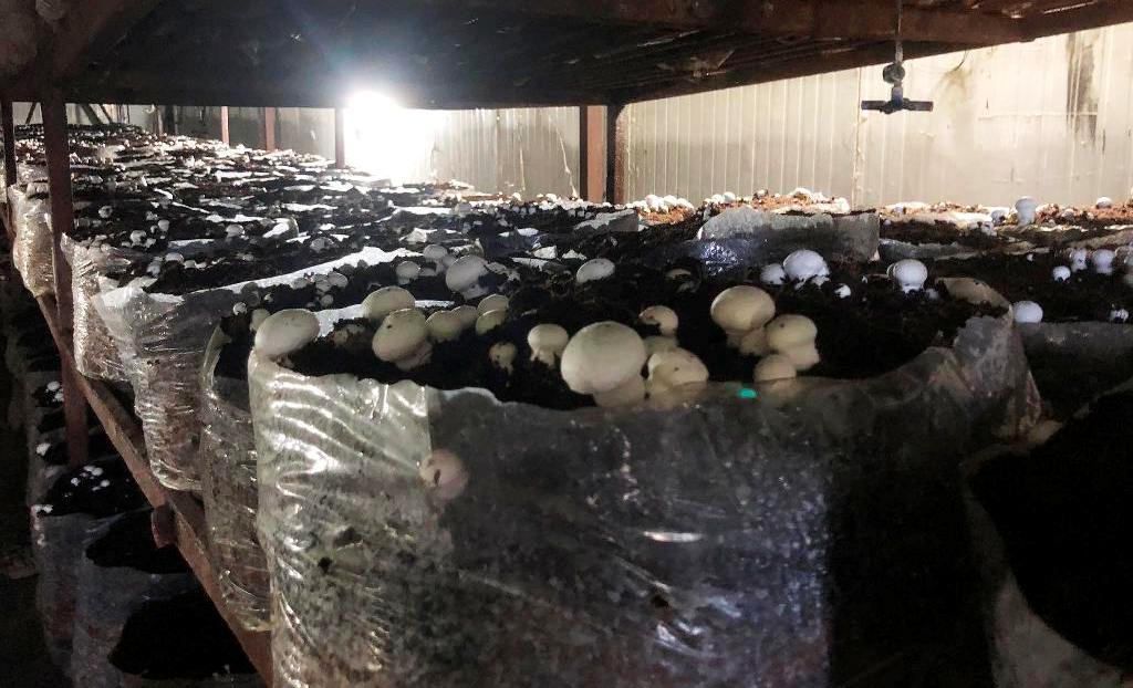 बाँकेमा च्याउखेती