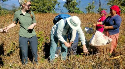 पर्यटक कोदो टिप्दै