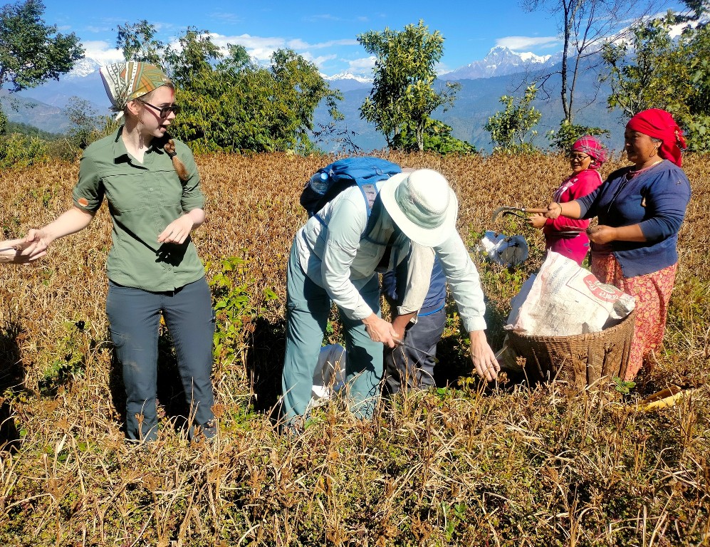 पर्यटक कोदो टिप्दै