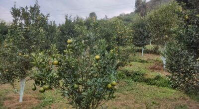 व्यावसायिक सुन्तला खेती