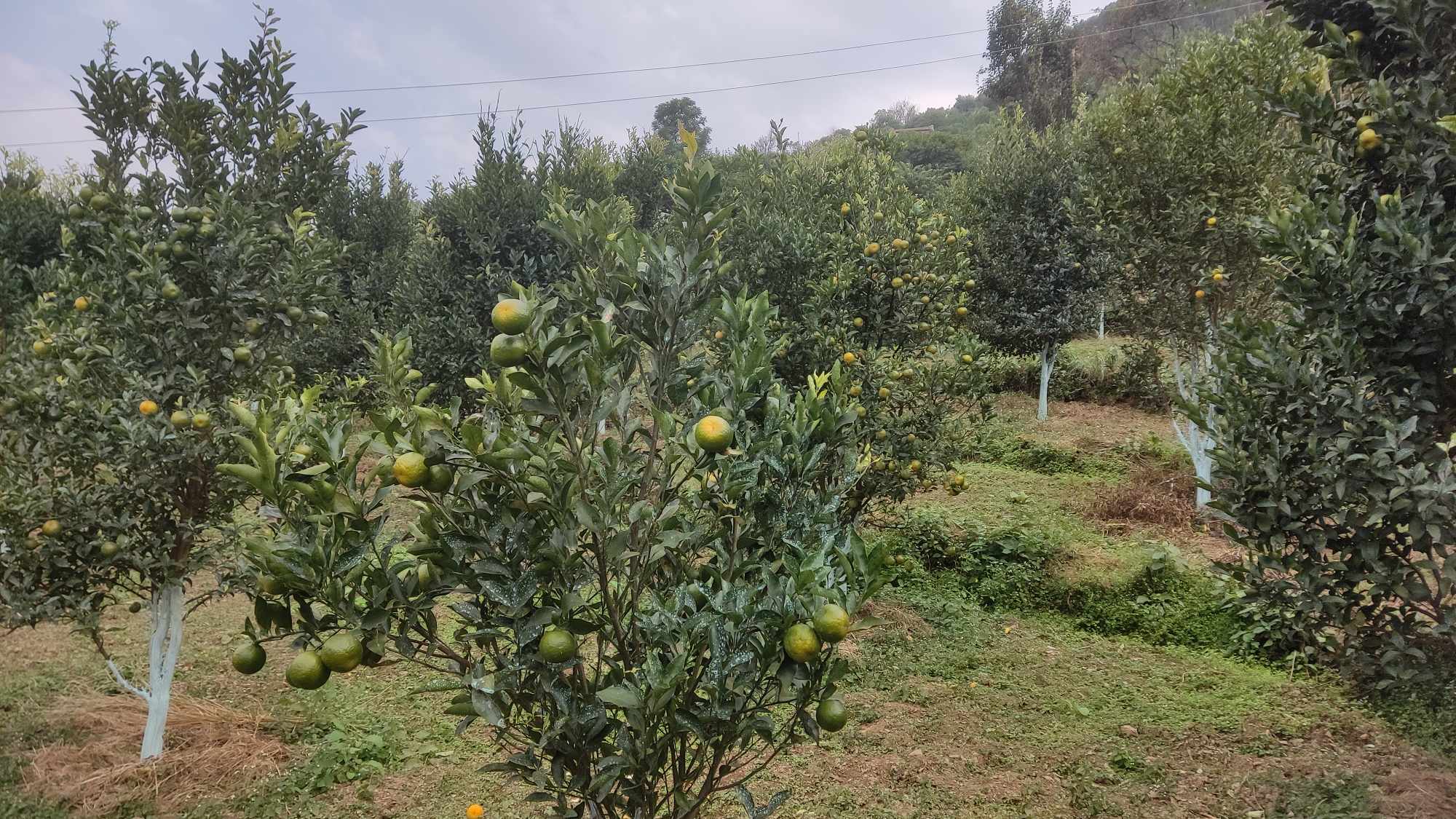 व्यावसायिक सुन्तला खेती