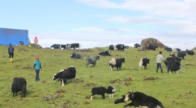 चौँरीपालन