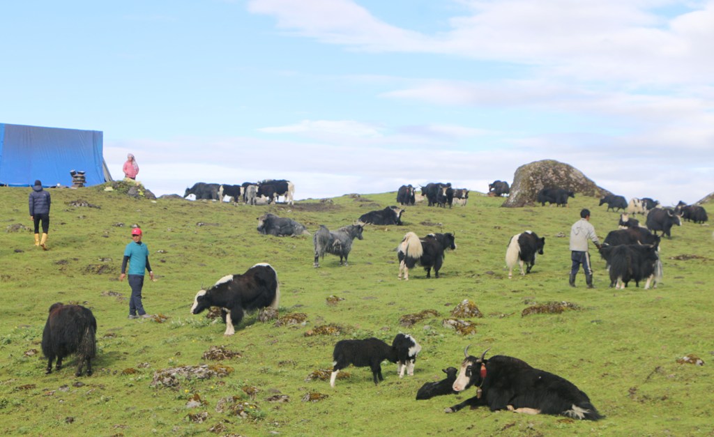 चौँरीपालन