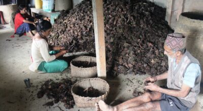 अलैँचीखेती