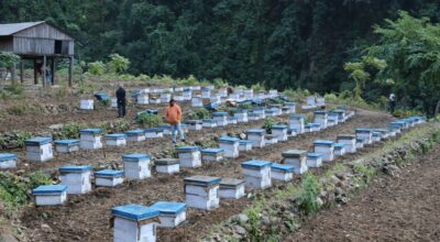 मौरी चराउन