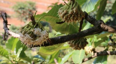 चिउरी र चमेरो संरक्षण