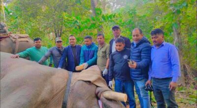 ध्रुवे हात्तीलाई रेडियोकलर जडान