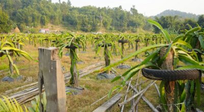 ड्रागन खेतीमा रमाउँदै वडा सदस्य माइतराज लिम्बू