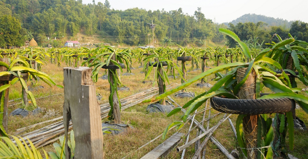 ड्रागन खेतीमा रमाउँदै वडा सदस्य माइतराज लिम्बू