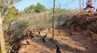 कालिजपालन