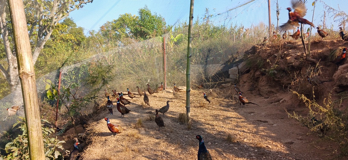 कालिजपालन