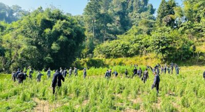 गाँजाखेती नष्ट