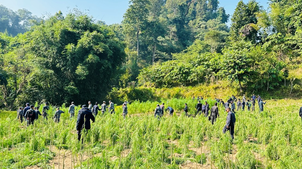 गाँजाखेती नष्ट