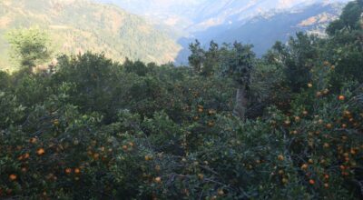 सुन्तला उत्पादन