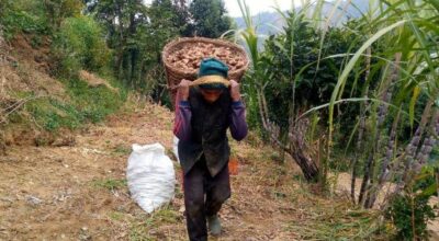 ६ करोडभन्दा बढीको अदुवा गाउँबाटै बिक्री