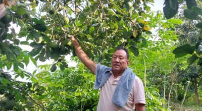 एभोकाडो खेती