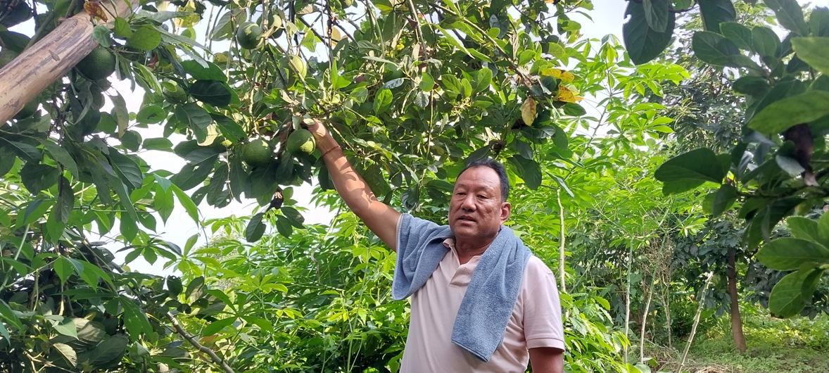 एभोकाडो खेती