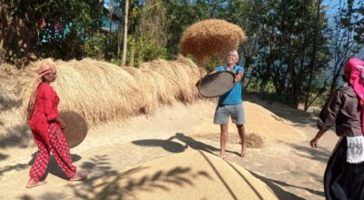 धानखेतीमा आकर्षित