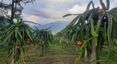 ड्रागन खेती