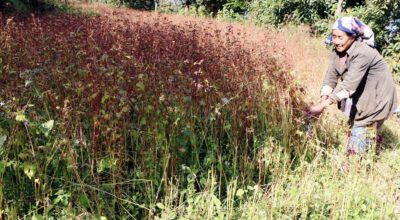 फापर खेती