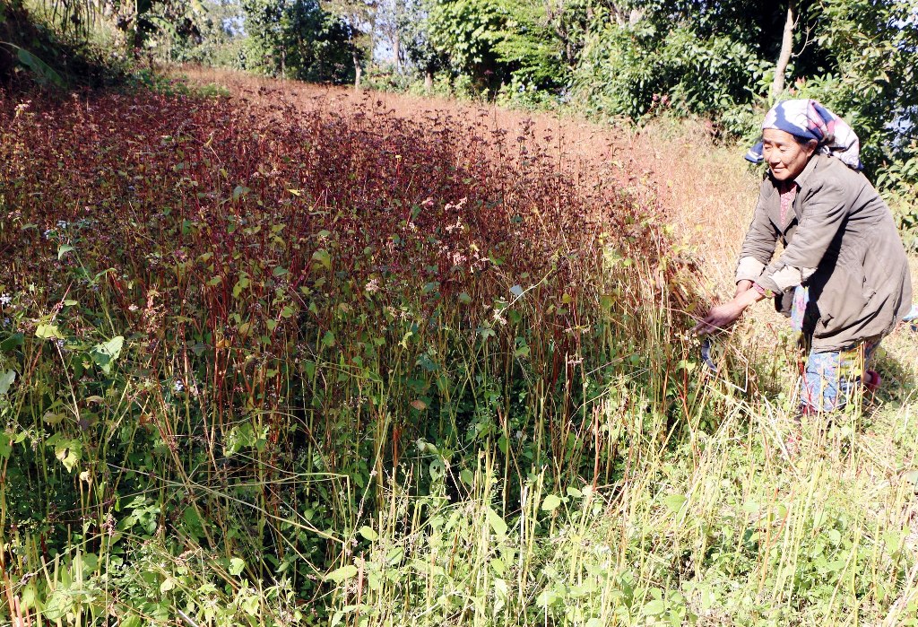 फापर खेती