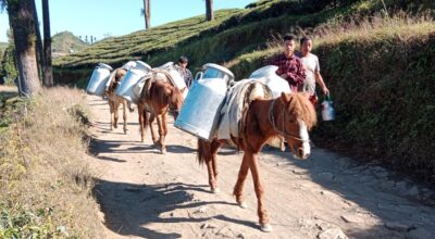 घोडामा दुग्ध पदार्थ