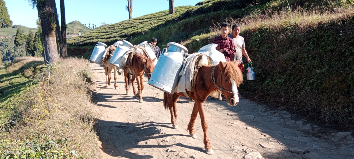 घोडामा दुग्ध पदार्थ