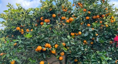 जुनार बेच्न भ्याइनभ्याइ