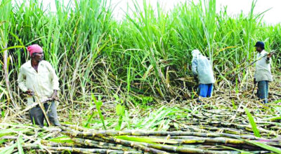 उखु किसान